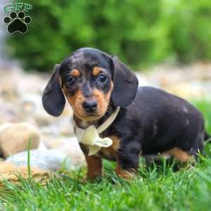 Anson, Dachshund Puppy